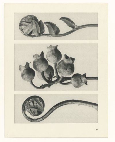 Planstudie Urformen der Kunst (serietittel) av Karl Blossfeldt