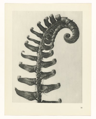 planlegge studie Archetypes of Art (serietittel) av Karl Blossfeldt