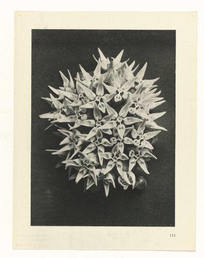 Planstudie Urformen der Kunst (serietittel) av Karl Blossfeldt