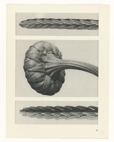 planlegge studie Archetypes of Art (serietittel) av Karl Blossfeldt