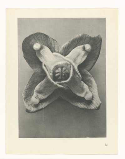Planstudie Urformen der Kunst (serietittel) av Karl Blossfeldt