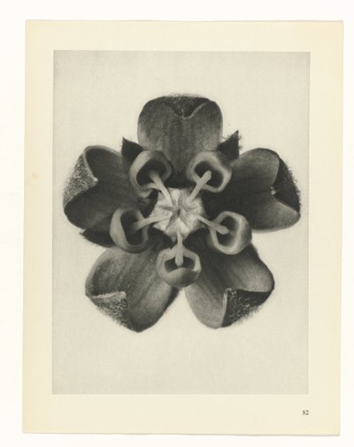 planlegge studie Archetypes of Art (serietittel) av Karl Blossfeldt
