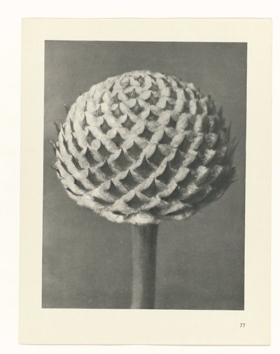 Plantstudie Urformen der Kunst (series title)   1330002   no       norwegian Successfully Translated  Original: Earthenware Jar Translat: Earthenware Jar 1252716 no norwegian Successfully Translated Original: 56cb6a892d00 Translat: 56cb6a892d00 1367896 no  av Karl Blossfeldt
