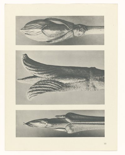 planlegge studie Archetypes of Art (serietittel) av Karl Blossfeldt