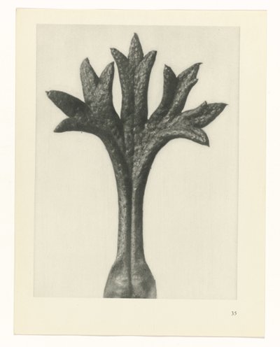 planlegge studie Archetypes of Art (serietittel) av Karl Blossfeldt