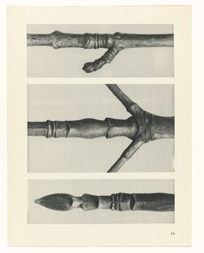 planlegge studie Archetypes of Art (serietittel) av Karl Blossfeldt