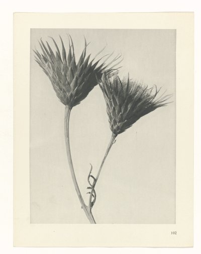 planlegge studie Archetypes of Art (serietittel) av Karl Blossfeldt