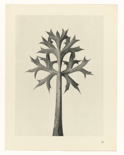 planlegge studie Archetypes of Art (serietittel) av Karl Blossfeldt