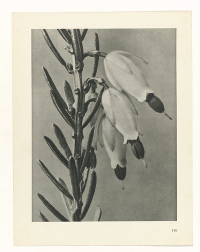 planlegge studie Archetypes of Art (serietittel) av Karl Blossfeldt