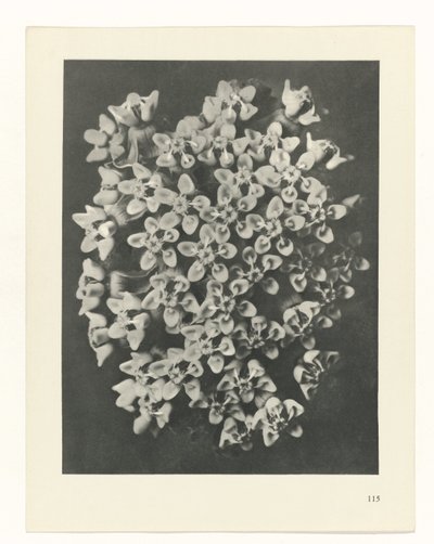 planlegge studie Archetypes of Art (serietittel) av Karl Blossfeldt