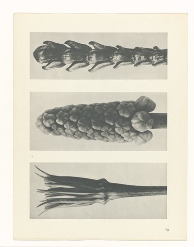 planlegge studie Archetypes of Art (serietittel) av Karl Blossfeldt