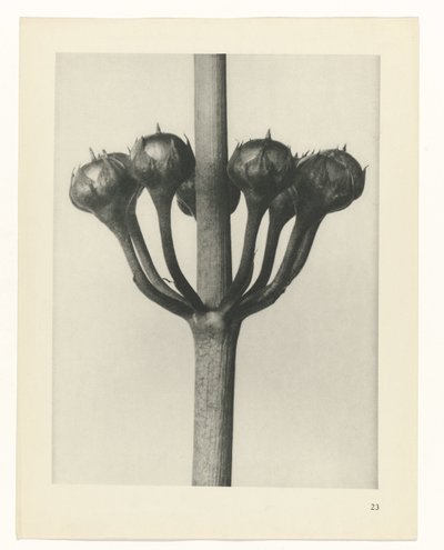 planlegge studie Archetypes of Art (serietittel) av Karl Blossfeldt