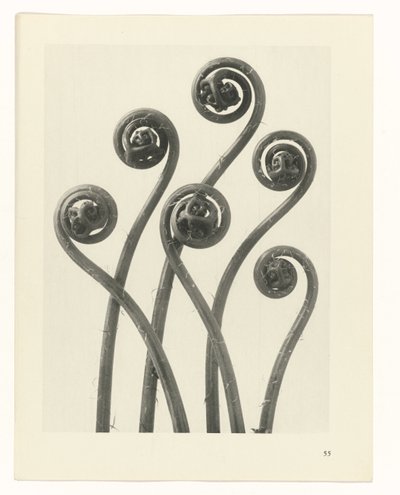 planlegge studie Archetypes of Art (serietittel) av Karl Blossfeldt