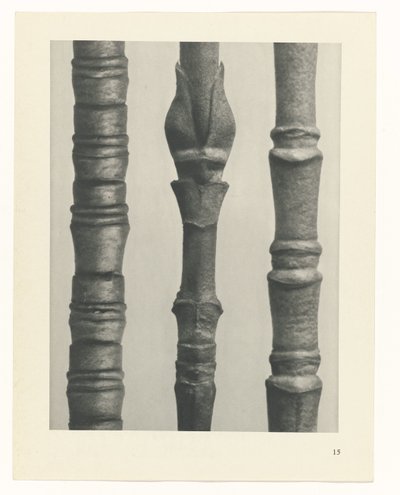 Planstudie Urformen der Kunst (serietittel) av Karl Blossfeldt