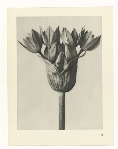 Plantstudie Urformen der Kunst (series title)   1330038   no       norwegian Successfully Translated  Original: Monkey-Flower, 1812, 1944. Translat: 