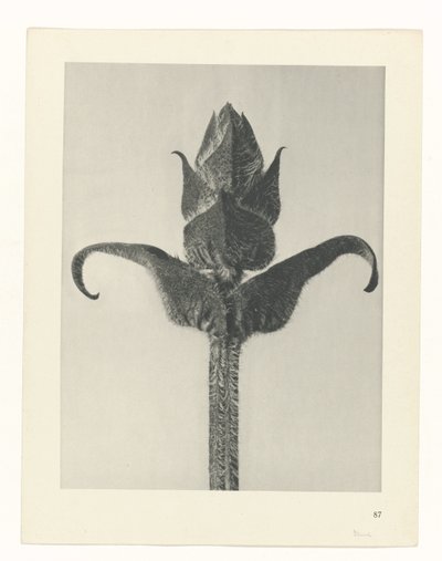 Planstudie Urformen der Kunst (serietittel) av Karl Blossfeldt