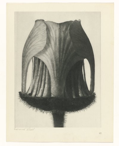 planlegge studie Archetypes of Art (serietittel) av Karl Blossfeldt