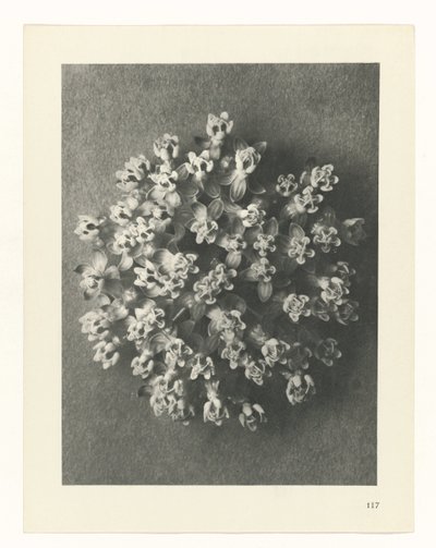 planlegge studie Archetypes of Art (serietittel) av Karl Blossfeldt