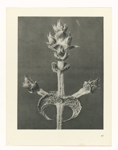 planlegge studie Archetypes of Art (serietittel) av Karl Blossfeldt