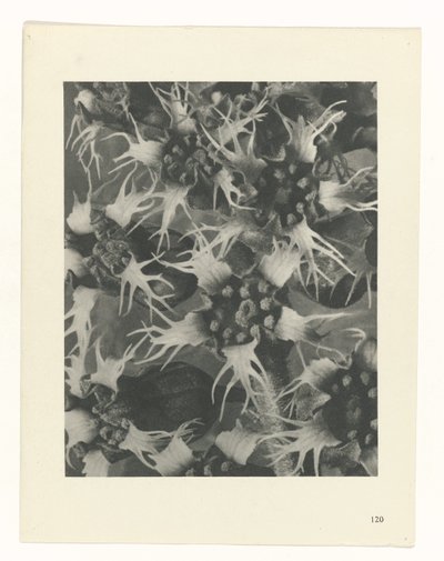 planlegge studie Archetypes of Art (serietittel) av Karl Blossfeldt