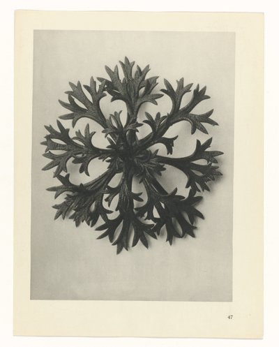 planlegge studie Archetypes of Art (serietittel) av Karl Blossfeldt