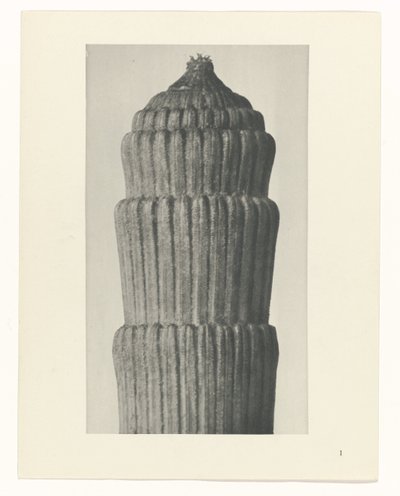 Planstudie, Equisetum hiemale Archetypes of Art (serietittel) av Karl Blossfeldt