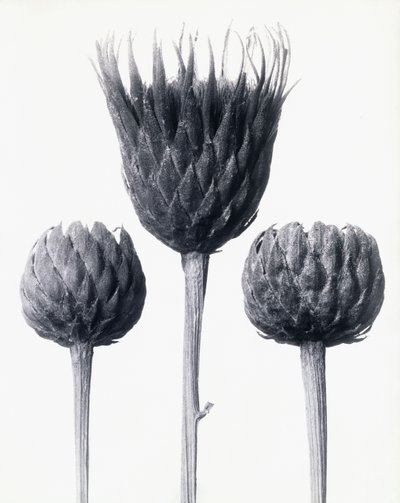 Serratula Nudicaulis (barstammet skjær), ca. 1928 (gelatinsølvtrykk) av Karl Blossfeldt