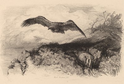 Ørn på flukt. av Karl Bodmer