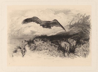 flygende ørn av Karl Bodmer
