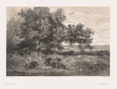 Dyr og landskap etter naturen: Villsvin i en dam av Karl Bodmer