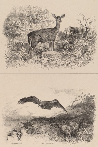Doe, Eagle. av Karl Bodmer