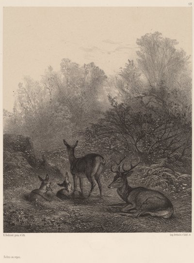 Hjort hviler av Karl Bodmer