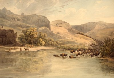 Bøffel og elg på Upper Missouri av Karl Bodmer