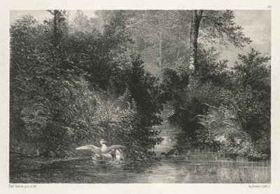 Canards (ender) av Karl Bodmer