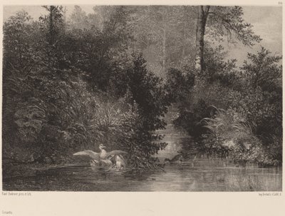 Ducks, 18611866. av Karl Bodmer