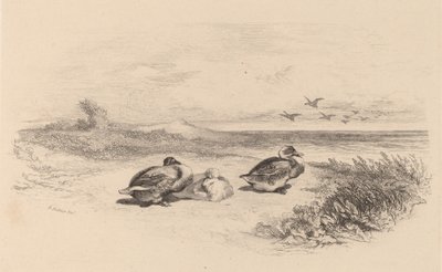 Villender. av Karl Bodmer