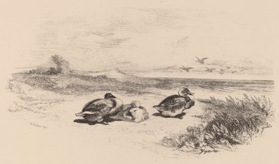 Villender. av Karl Bodmer