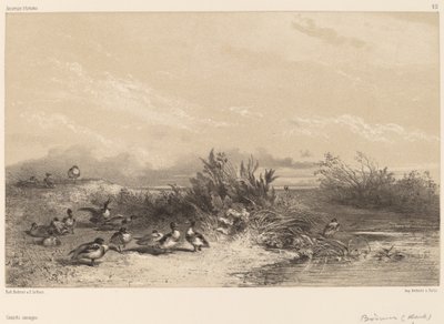 Villender av Karl Bodmer