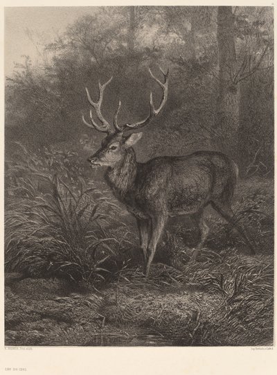 Cerf Dix-Cors av Karl Bodmer