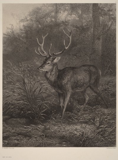  av Karl Bodmer