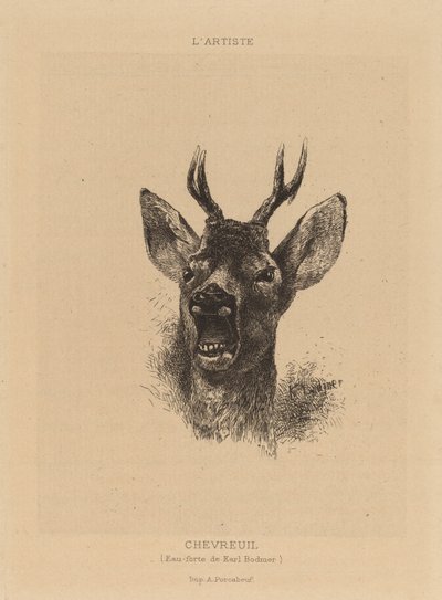 Hjort. av Karl Bodmer