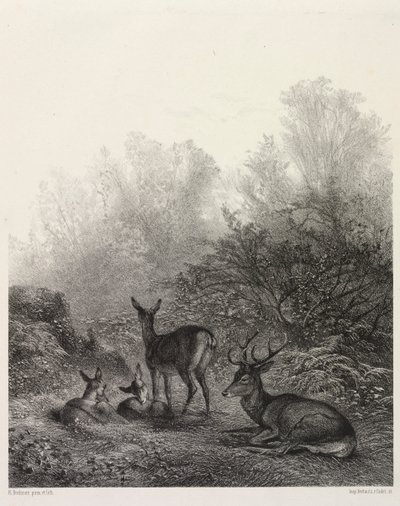 Hjort i hvile av Karl Bodmer