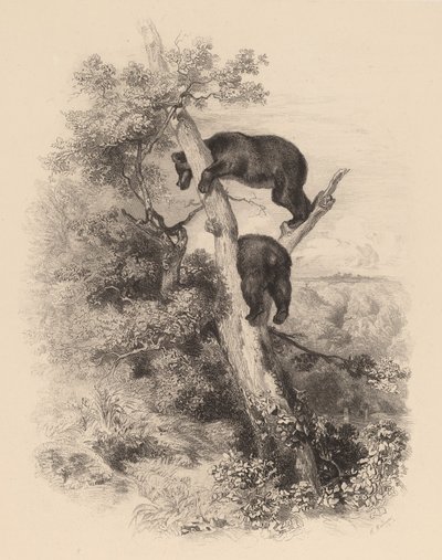 To bjørner. av Karl Bodmer