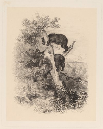 To bjørner av Karl Bodmer