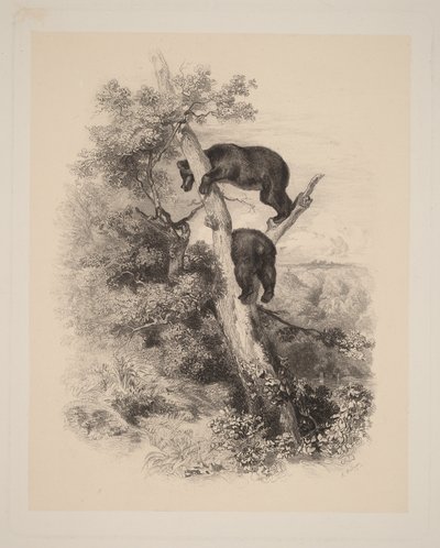 av Karl Bodmer