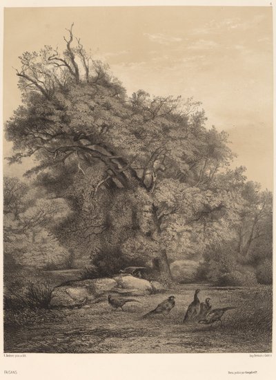 Fasaner. av Karl Bodmer