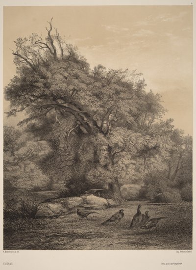  av Karl Bodmer