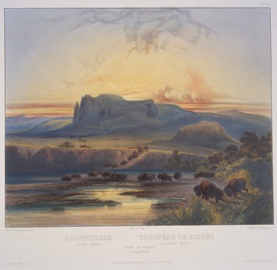 Herd of Bison på Upper Missouri av Karl Bodmer