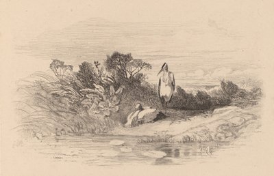 Hegre. av Karl Bodmer