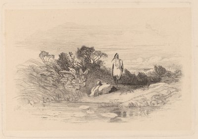 Hegre av Karl Bodmer